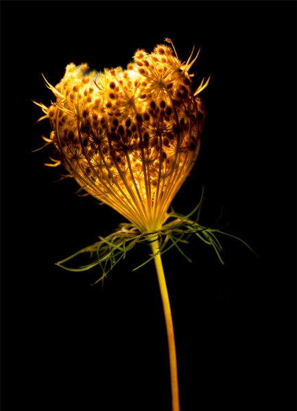 Photograph Christopher Becker Queen Annes Lace on One Eyeland